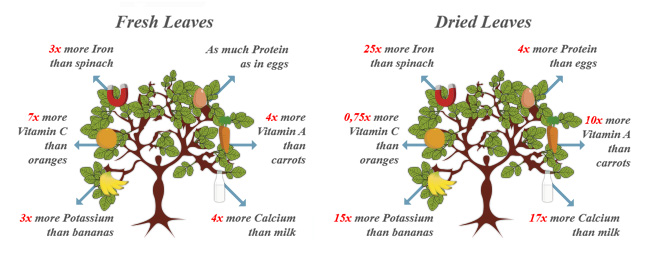 Nutritional qualities of the fresh and dried Moringa leaves