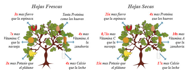 Propiedades Nutricionales de la hoja de Moringa